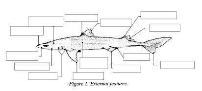 Copy of Pre Lab - Dogfish Shark Dissection.doc