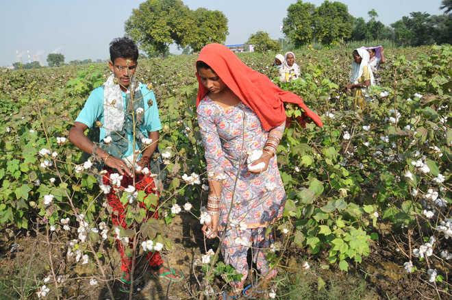 Cotton Cultivation in North India