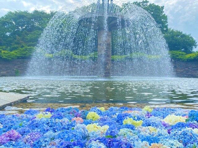 昭和記念公園の紫陽花（あじさい）2022の咲いてる場所は？見頃や開花状況を解説! | セロリのひとりごと