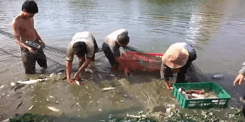 Nằm mơ thấy bắt cá có điềm thế nào? Nên đánh số bao nhiêu?