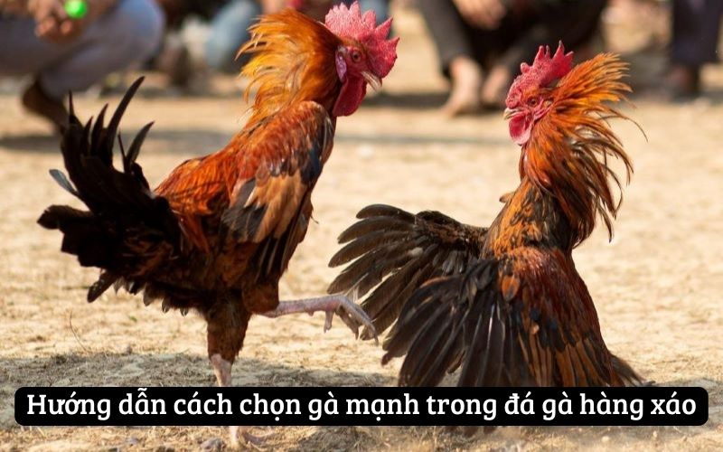 Hướng dẫn cách chọn gà mạnh trong đá gà hàng xáo