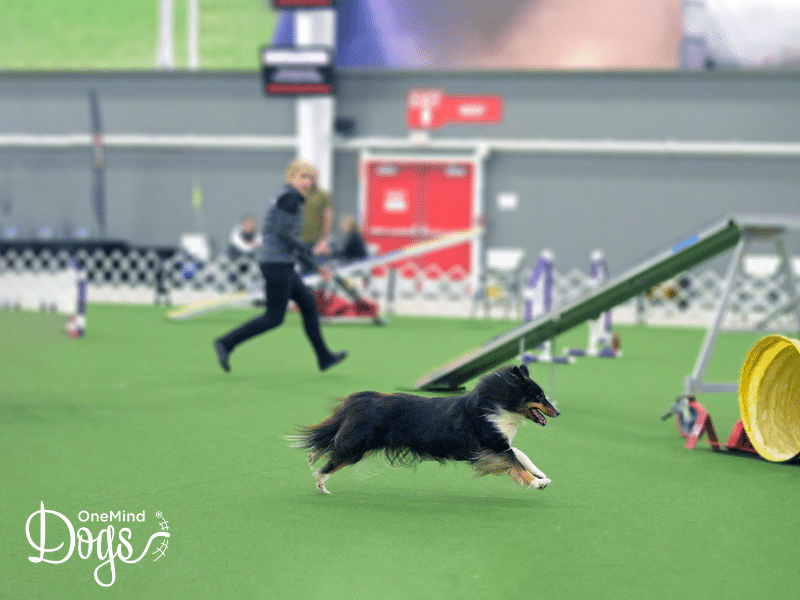 dog agility distance handling