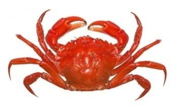 C:\Users\Nitu\Downloads\CRAB PICTURES.jpg