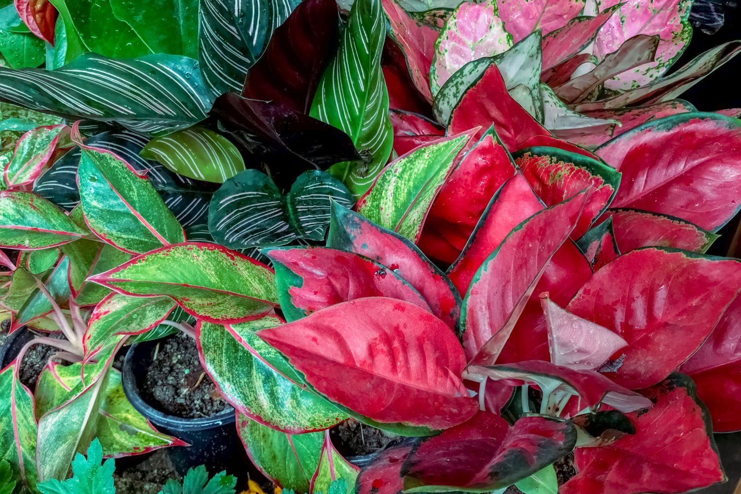 Red Aglaonema