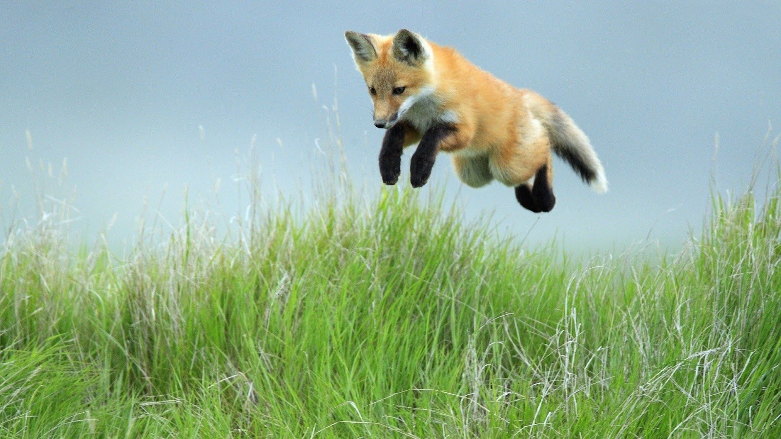 How High Can Foxes Jump