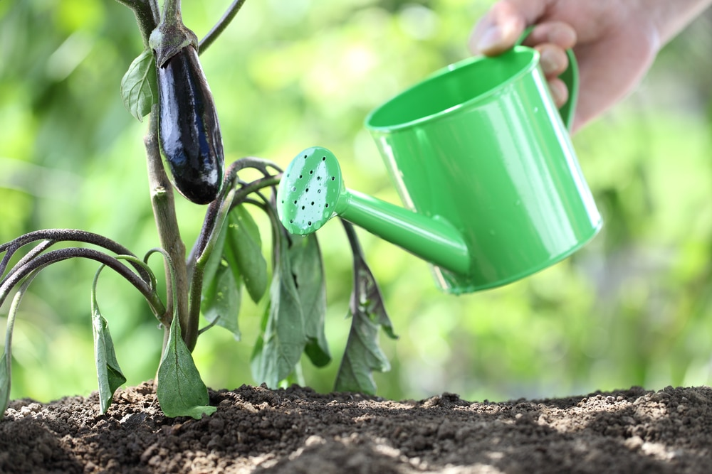 Watering Needs