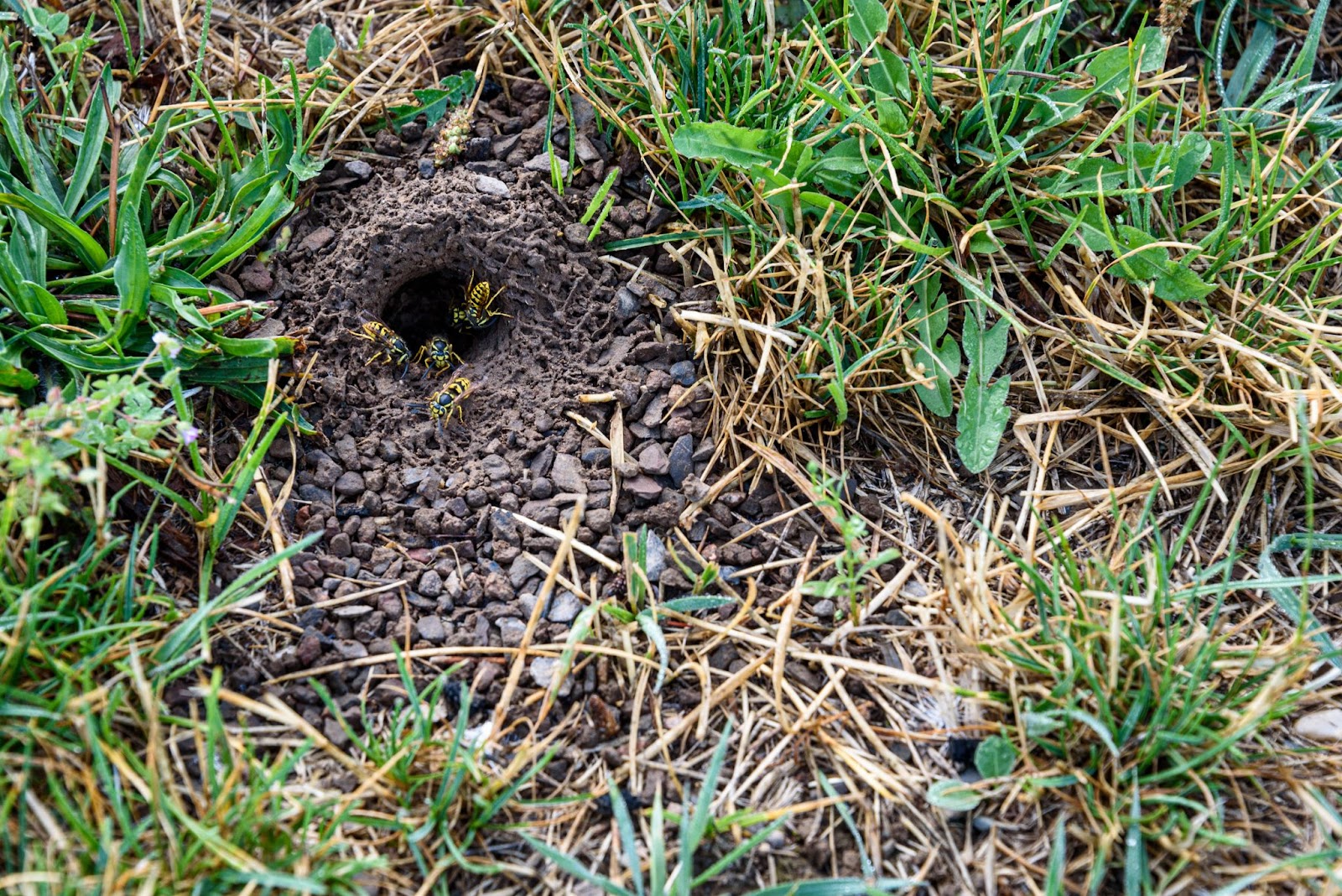 A grassy hole in the ground, perfect for lawn services and maintenance.