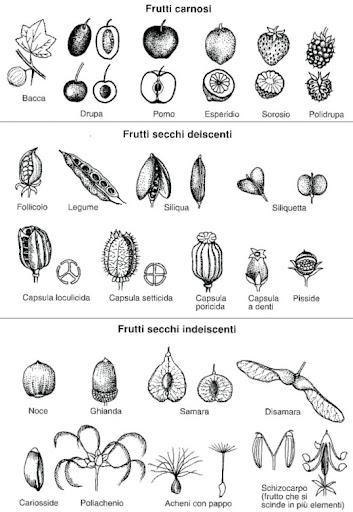 A close-up of several seeds

Description automatically generated
