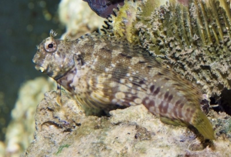 Types of Saltwater Fish - Reef fish - Blenny Fish