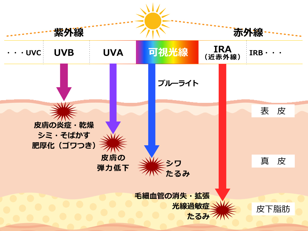 太陽光のスペクトルと各皮膚層への影響