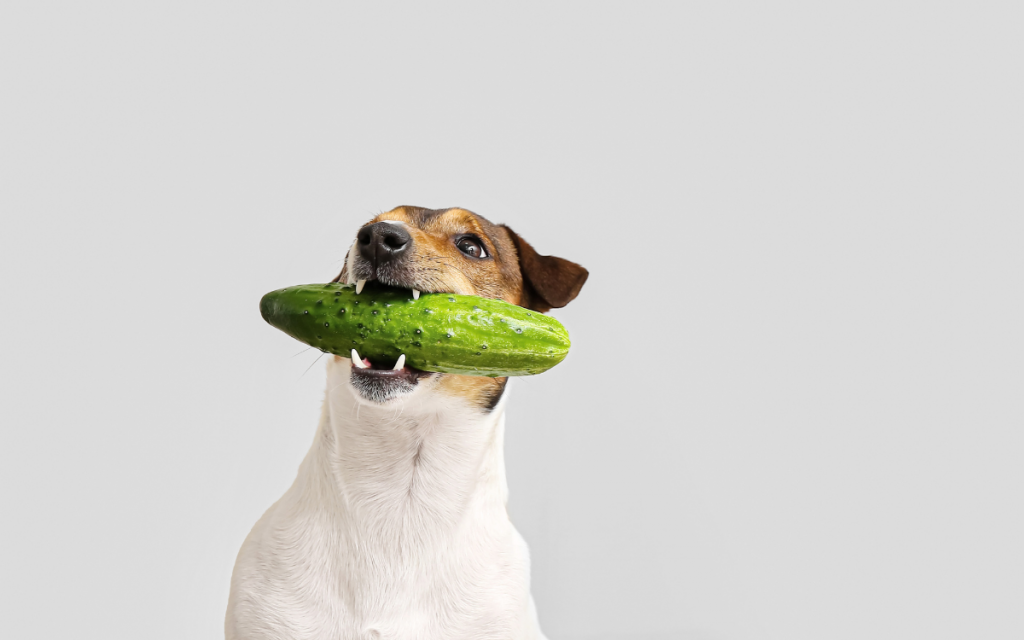 Dog with cucumber