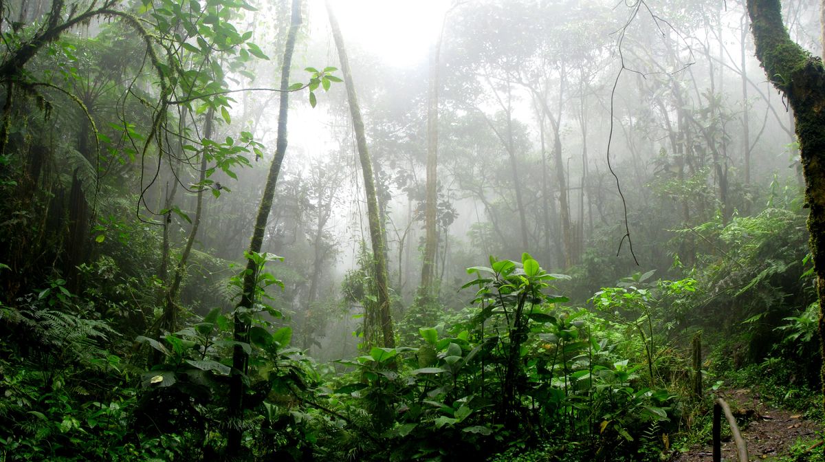 The Mango Tree and Personal Success