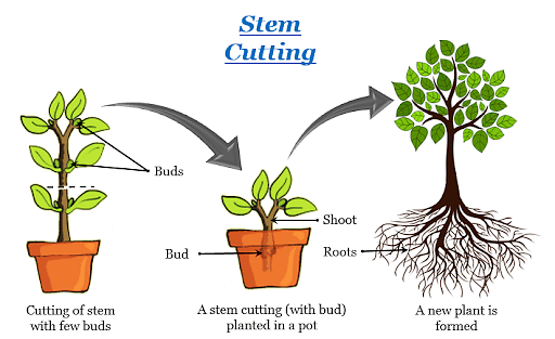 Asexual Reproduction In Plants: Definition, Types & Methods