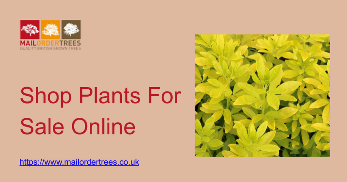 Shop Plants For Sale Online - www.mailordertrees.co.uk