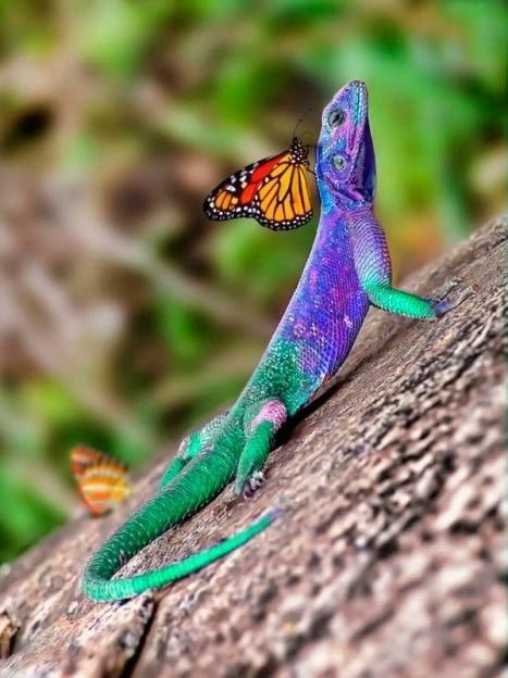 butterfly and #lizard. #reptile | Colorful lizards, Lizard ...