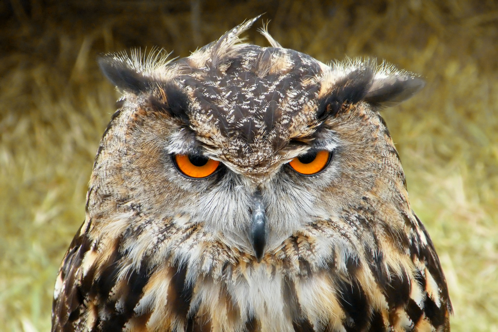 ... Owl | by Mark C ...