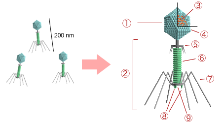 File:Bacteriophage structure.png
