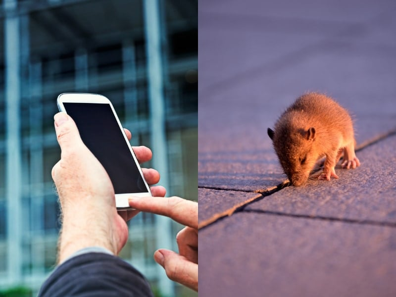 Ứng dụng đuổi chuột cho iPhone