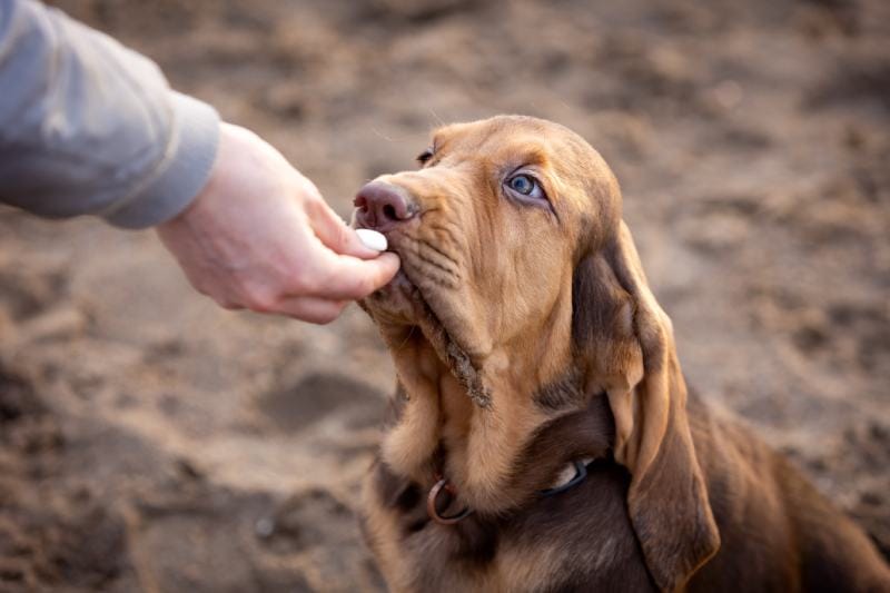 cachorro de sabueso marrón recibiendo una golosina de un hombre