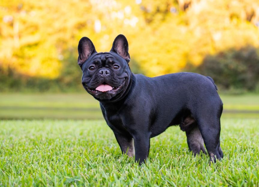 Benefit of French Bulldog: 5 Surprising Perks!