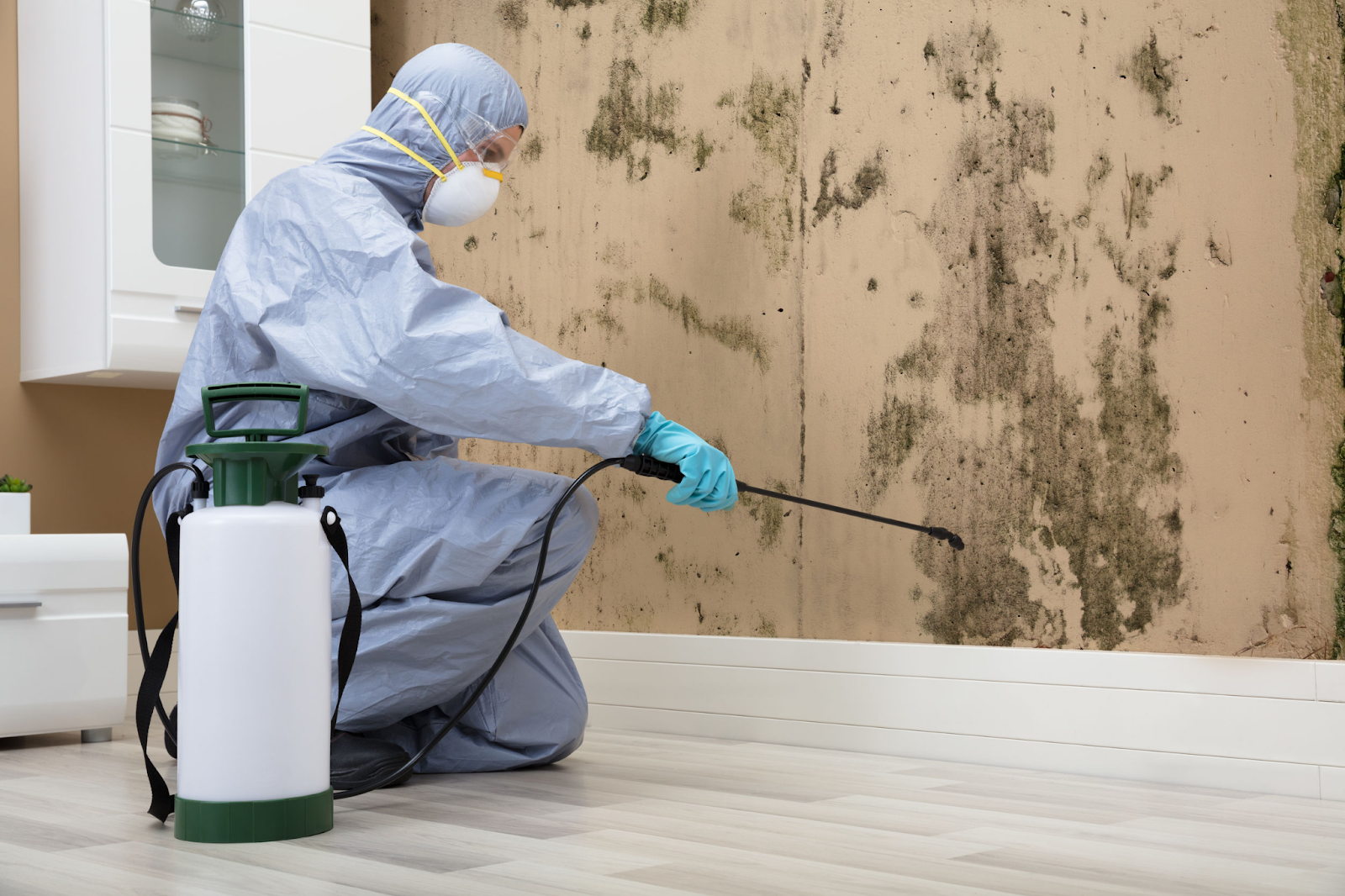 black mold vs mildew