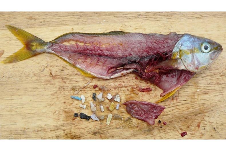 From Fish to Humans, A Microplastic Invasion May Be Taking a Toll |  Scientific American