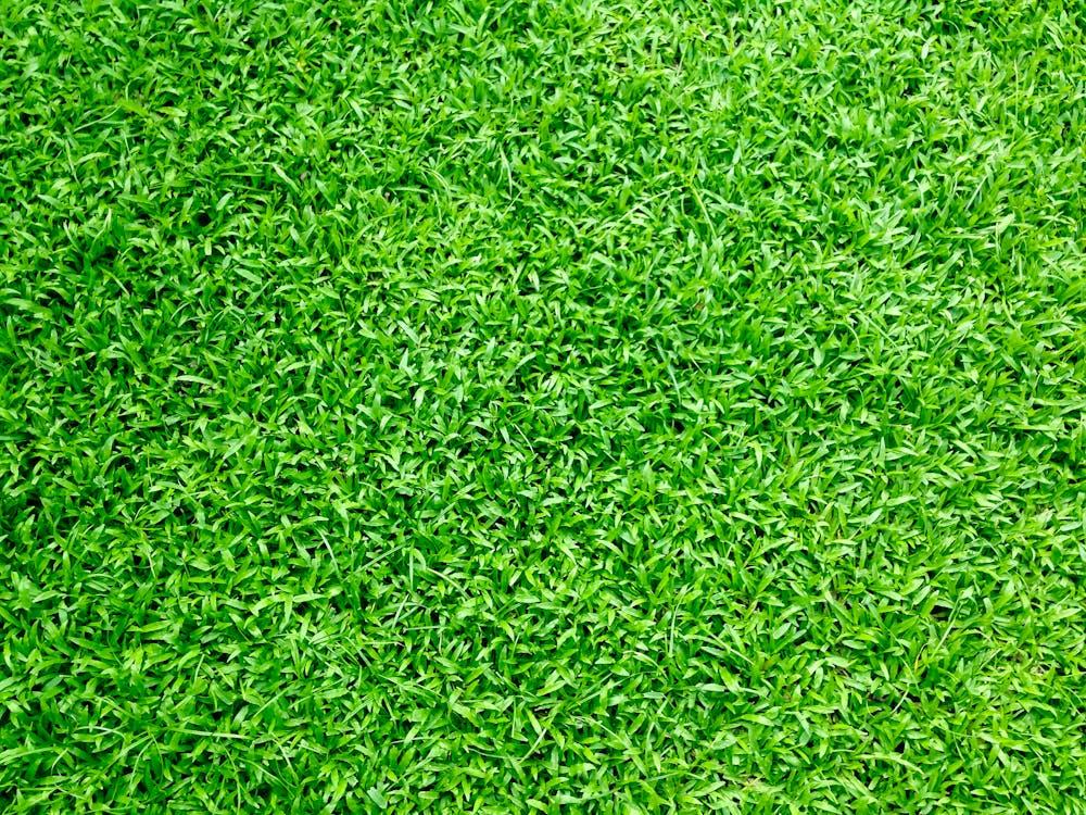 Free Green Grass Stock Photo