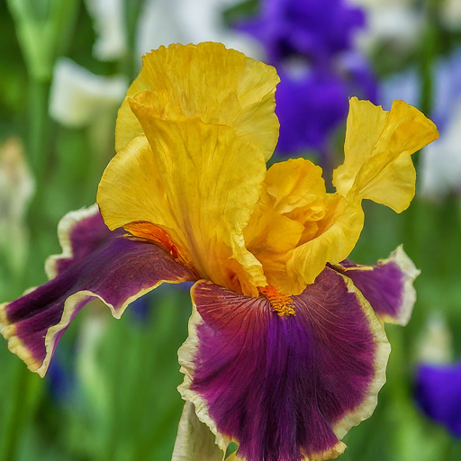 Unveiling the Iris Family: A Rainbow of Choices