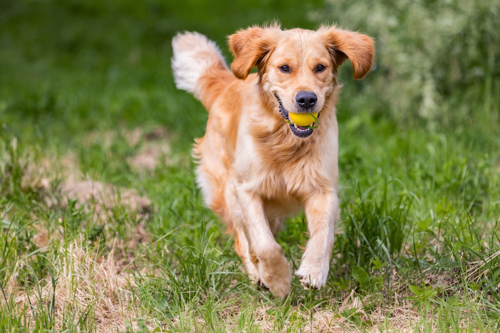 Hermoso perro golden retriever corriendo jugando fetch