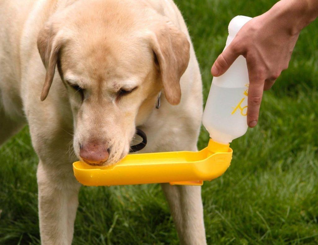 Gulpy Dog Water Bottle