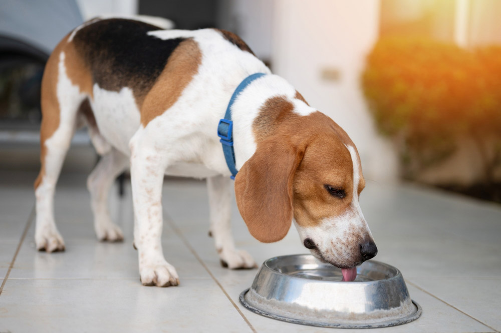 What Dogs Can Drink Besides Water - Portsmouth Daily Times