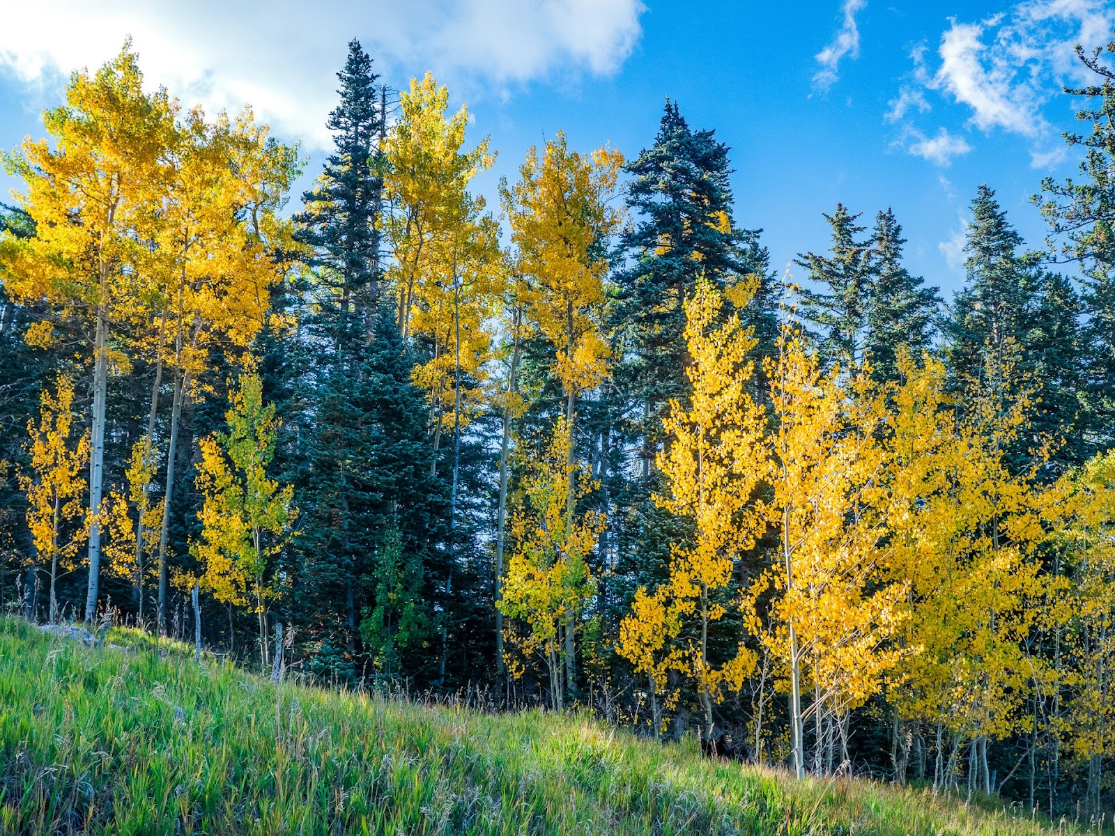 Yellow Leaves On Aspen Tree