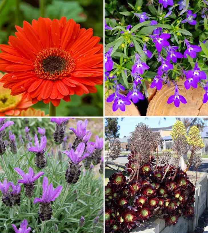 gérberas, lobélias, lavanda e aenium