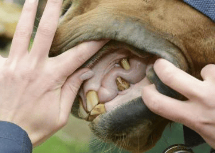 Anatomy of Wolf Teeth in Horses