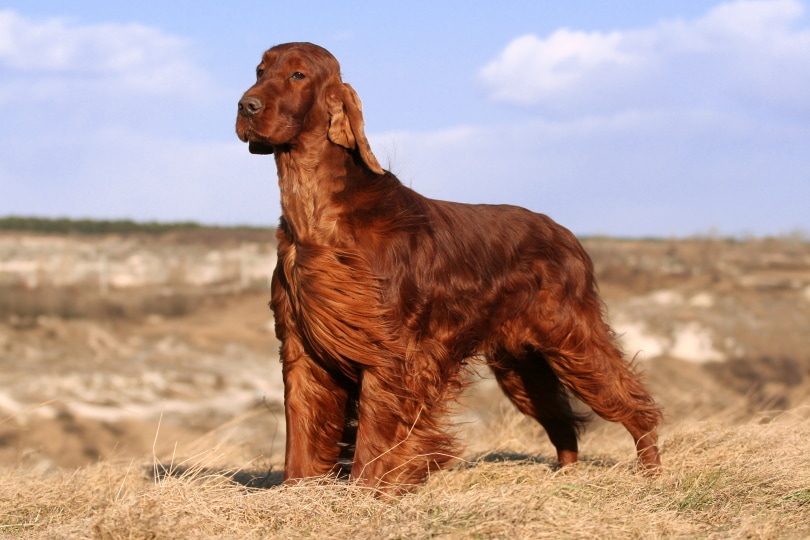 setter irlandés de pie en el campo