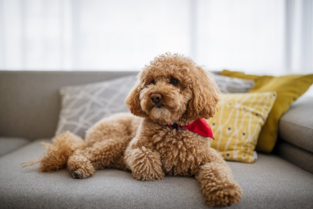 Perro Caniche Toy tumbado en el sofá de casa