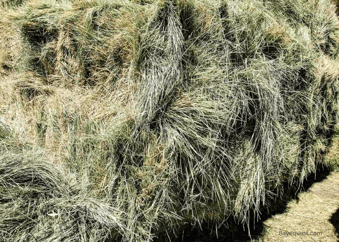 Is Bermuda Hay Good for Horses?