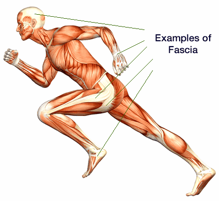 picture of muscles showing examples of fascia