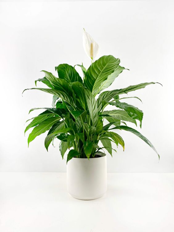 peace lilies