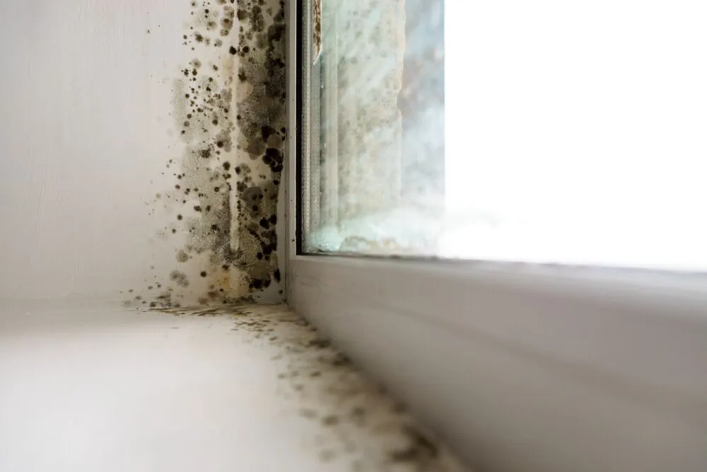 how to get rid of mold in basement