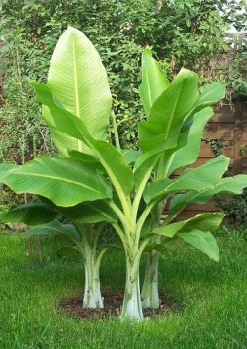 Banana plant