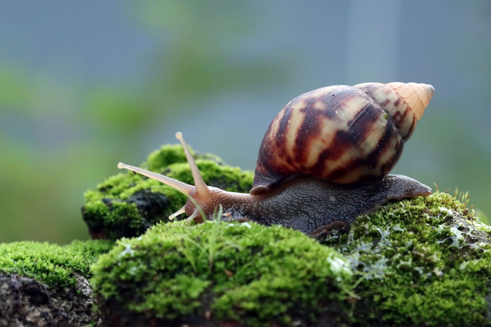 what does snail mucin do