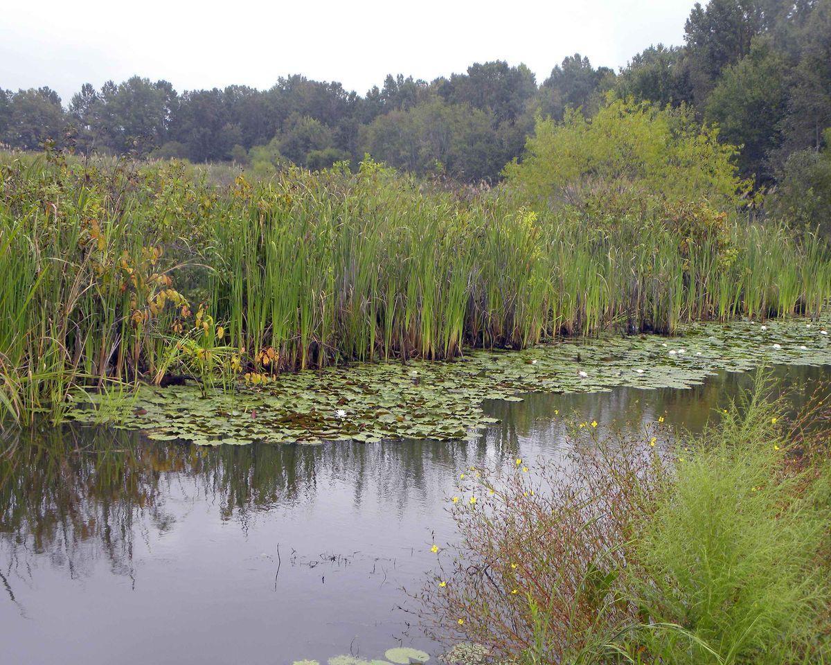 Understanding Wetland Ecosystems: Marshes and Swamps Defined