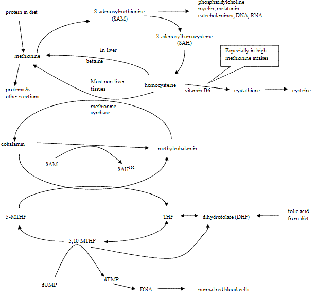 Methionine Homocysteine Folate B12 metabolism cycle