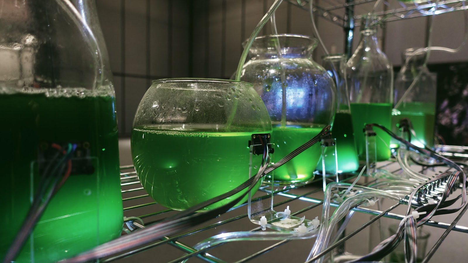 close image of a series of glasses on a storage shelf. a liquid can be seen in the glass, with algae along the bottom. wires are attached to the back of the glasses