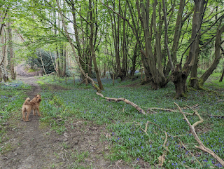 Irish Terrier dog in a woodland with bluebell flowers