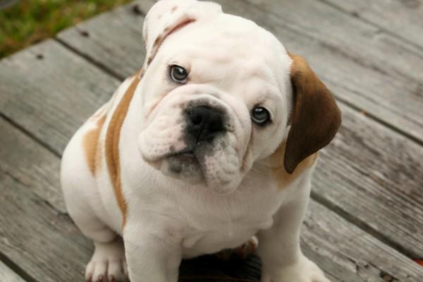Most expensive dogs, English Bulldog