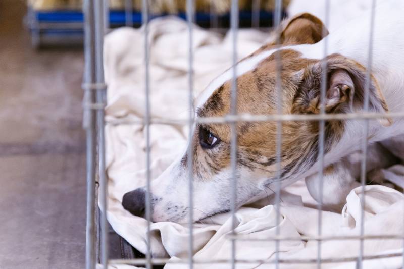 perro whippet en una jaula