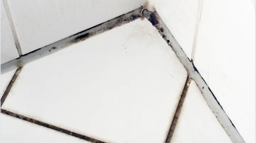 black mold in shower