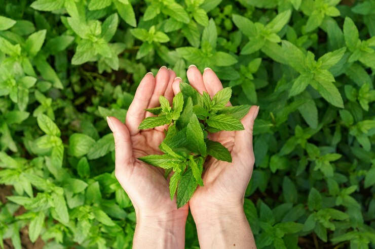 benefits of tulsi